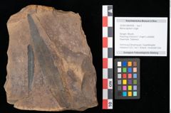Foto (Objekt + Etikett) von Myrica lignitum Unger (NHMW-GEO-2024-0188-0558)